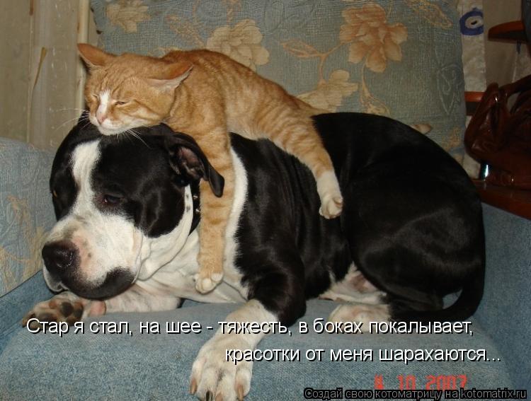 Стар я стал, на шее - тяжесть, в боках покалывает, красотки от меня шарахаются...... Котоматрица: Стар я стал, на шее - тяжесть, в боках покалывает, красотки от меня шарахаются...