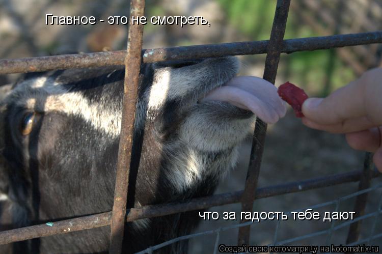 Главное - это не смотреть, что за гадость тебе дают... Котоматрица: Главное - это не смотреть, что за гадость тебе дают
