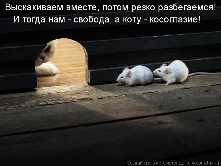 Выскакиваем вместе, потом резко разбегаемся! И тогда нам - свобода, а коту - косоглазие!... Котоматрица: Выскакиваем вместе, потом резко разбегаемся! И тогда нам - свобода, а коту - косоглазие!
