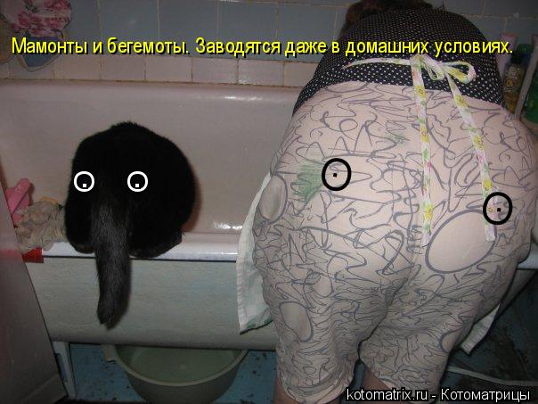 О О О О . . . . Мамонты и бегемоты. Заводятся даже в домашних условиях.... Котоматрица: О О О О . . . . Мамонты и бегемоты. Заводятся даже в домашних условиях.