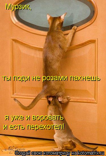Мурзик, ты поди не розами пахнешь я уже и воровать и есть перехотел!... Котоматрица: Мурзик, ты поди не розами пахнешь я уже и воровать и есть перехотел!