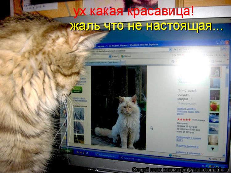 ух какая красавица! жаль что не настоящая...... Котоматрица: ух какая красавица! жаль что не настоящая...