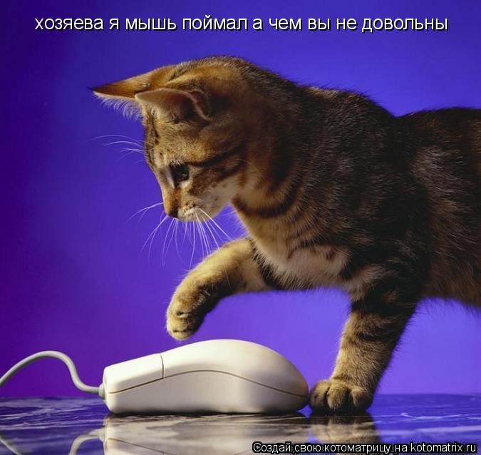 хозяева я мышь поймал а чем вы не довольны... Котоматрица: хозяева я мышь поймал а чем вы не довольны