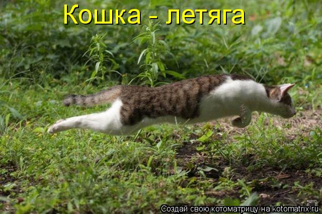 Кошка - летяга... Котоматрица: Кошка - летяга