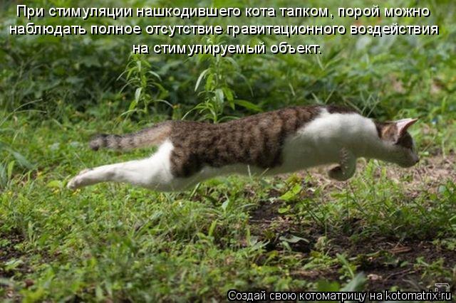 Котоматрица: При стимуляции нашкодившего кота тапком, порой можно  наблюдать полное отсутствие гравитационного воздействия  на стимулируемый объект.