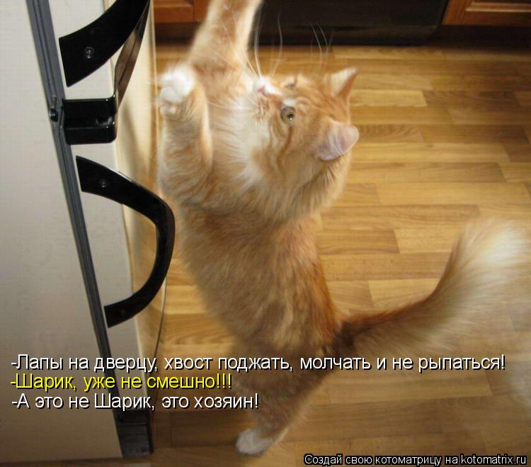 Котоматрица: -Лапы на дверцу, хвост поджать, молчать и не рыпаться! -Шарик, уже не смешно!!! -А это не Шарик, это хозяин!