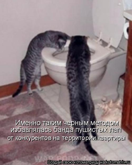 Именно таким черным методом избавлялась банда пушистых лап от конкурентов на территории квартиры... Котоматрица: Именно таким черным методом избавлялась банда пушистых лап от конкурентов на территории квартиры