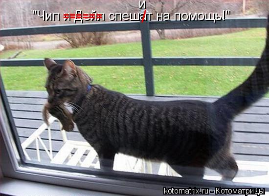 "Чип и Дейл спешат на помощь!" / и ------ ------... Котоматрица: "Чип и Дейл спешат на помощь!" / и ------ ------