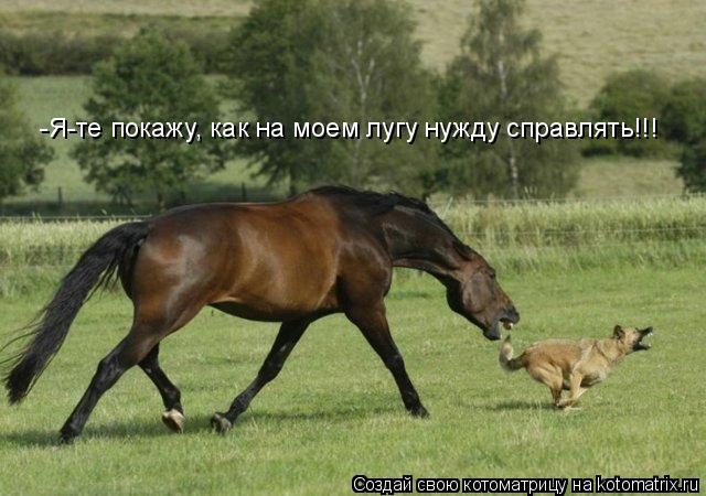 Котоматрица: -Я-те покажу, как на моем лугу нужду справлять!!!