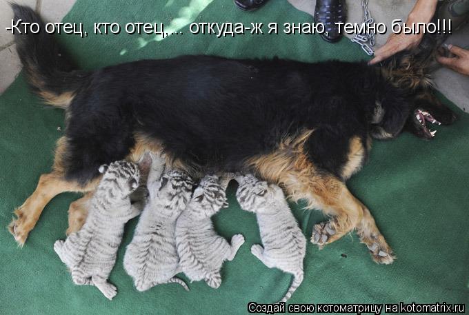 Котоматрица: -Кто отец, кто отец,... откуда-ж я знаю, темно было!!!