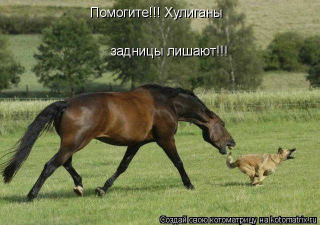 Помогите!!! Хулиганы задницы лишают!!!... Котоматрица: Помогите!!! Хулиганы задницы лишают!!!