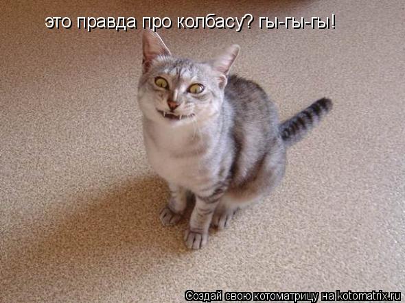 Котоматрица: это правда про колбасу? гы-гы-гы!