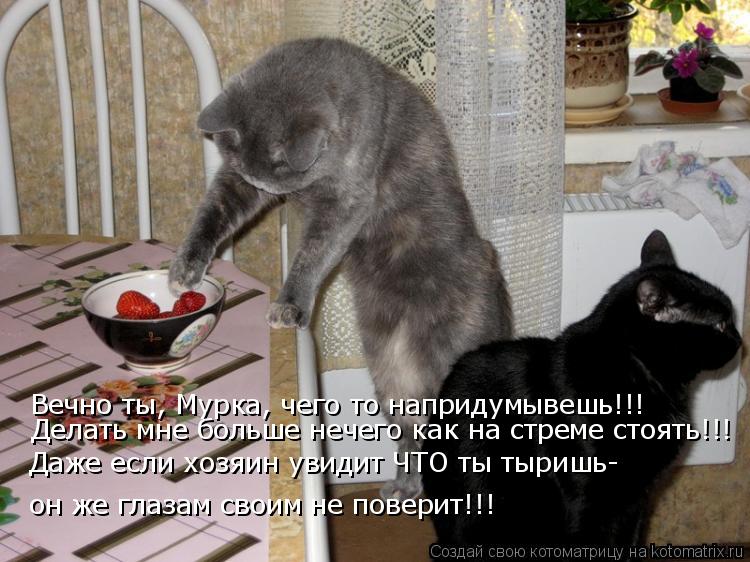 Вечно ты, Мурка, чего то напридумывешь!!! Даже если хозяин увидит ЧТО ты тыришь- он же глазам своим н... Котоматрица: Вечно ты, Мурка, чего то напридумывешь!!! Даже если хозяин увидит ЧТО ты тыришь- он же глазам своим не поверит!!! Делать мне больше нечего как н
