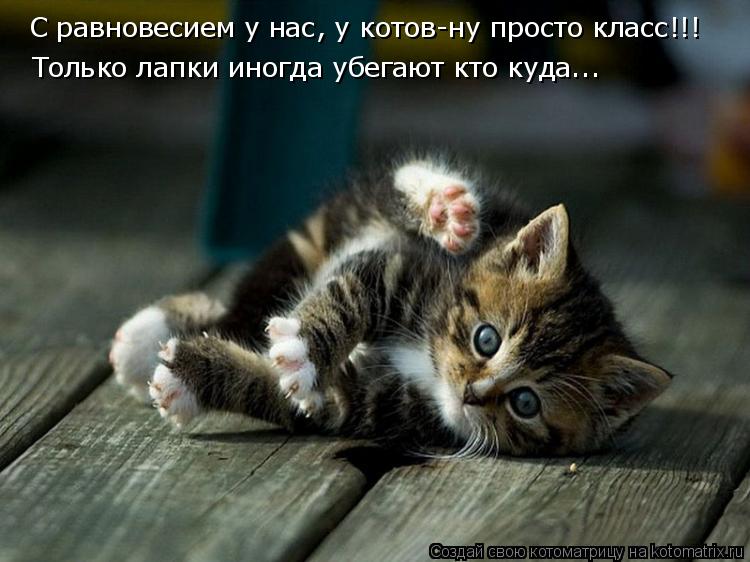 Котоматрица: С равновесием у нас, у котов-ну просто класс!!! Только лапки иногда убегают кто куда...