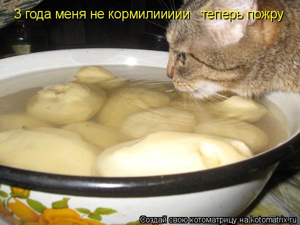 Котоматрица: 3 года меня не кормилиииии   теперь пожру