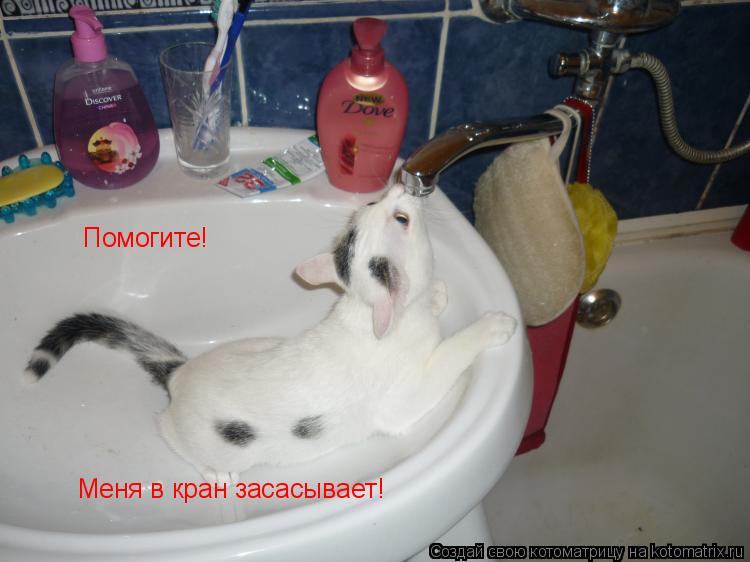 Котоматрица: Помогите! Меня в кран засасывает!
