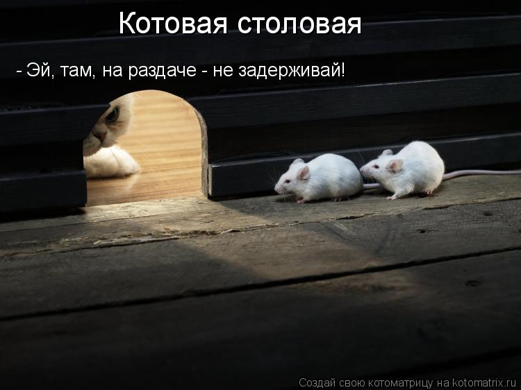 Котовая столовая - Эй, там, на раздаче - не задерживай!... Котоматрица: Котовая столовая - Эй, там, на раздаче - не задерживай!