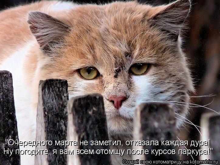 Котоматрица: "Очередного марта не заметил, отказала каждая дура! Ну погодите, я вам всем отомщу после курсов паркура!"