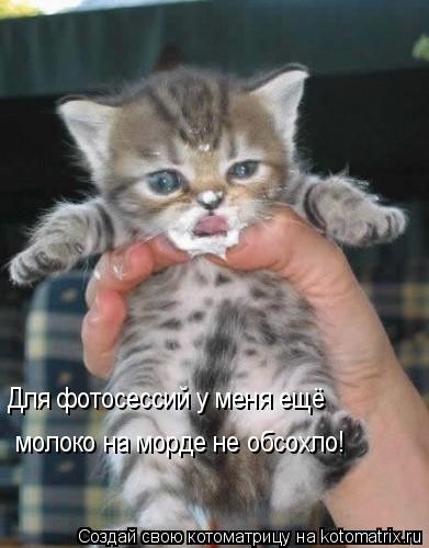 Котоматрица: Для фотосессий у меня ещё  молоко на морде не обсохло!