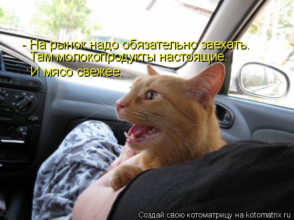 Котоматрица: - На рынок надо обязательно заехать. Там молокопродукты настоящие. И мясо свежее.
