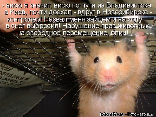 - висю я значит, висю по пути из Владивистока в Киев, почти доехал - вдруг в Новосибирске - контроле... Котоматрица: - висю я значит, висю по пути из Владивистока в Киев, почти доехал - вдруг в Новосибирске - контролер! Назвал меня зайцем и на ходу в снег выбр