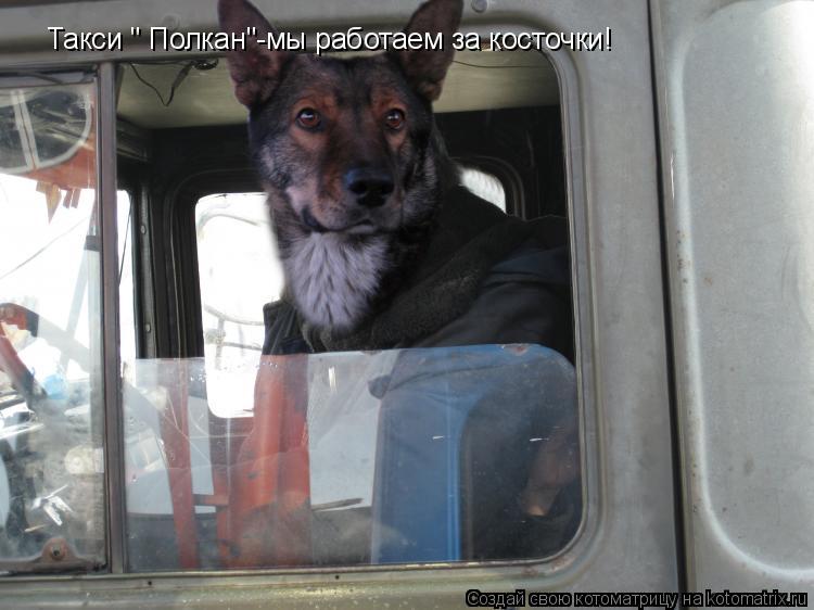 Котоматрица: Такси " Полкан"-мы работаем за косточки!