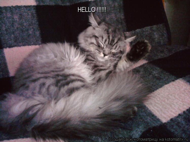 Котоматрица: HELLO !!!!!!