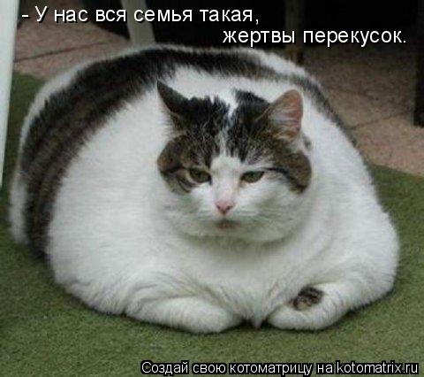 Котоматрица: - У нас вся семья такая, жертвы перекусок.