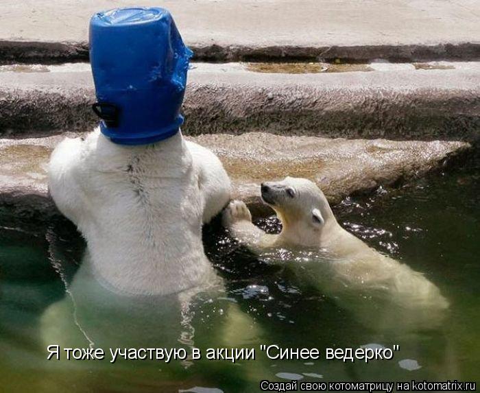 Котоматрица: Я тоже участвую в акции "Синее ведерко"
