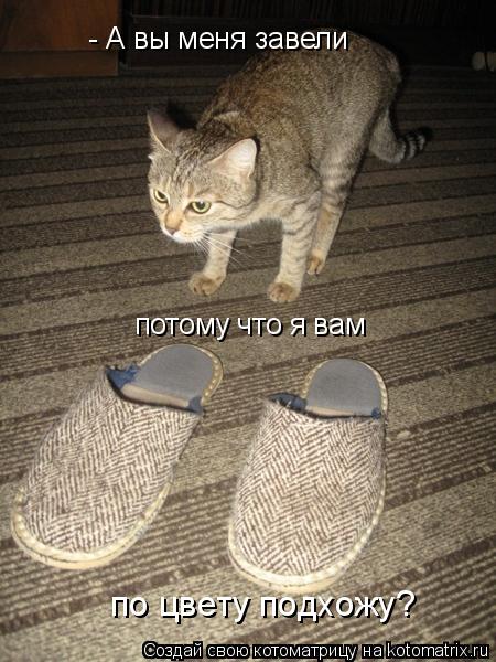 Котоматрица: - А вы меня завели потому что я вам по цвету подхожу?