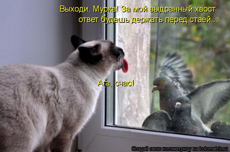 Котоматрица: Выходи, Мурка! За мой выдранный хвост ответ будешь держать перед стаей... Ага, счас!