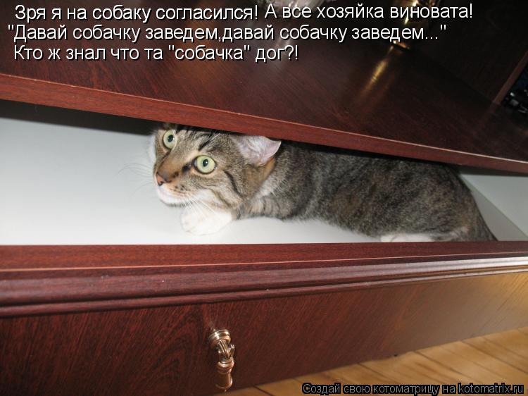 Котоматрица: Зря я на собаку согласился! Зря я на собаку согласился! А все хозяйка виновата! "Давай собачку заведем,давай собачку заведем..." Кто ж знал что