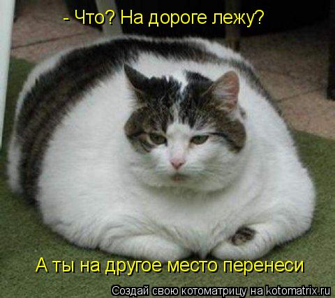 Котоматрица: - Что? На дороге лежу? А ты на другое место перенеси