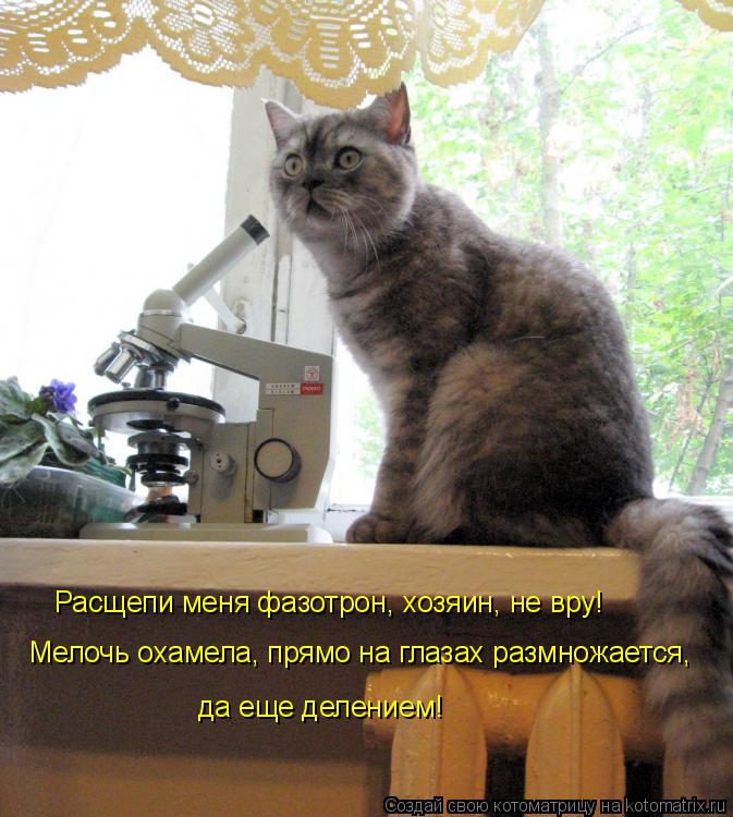 Расщепи меня фазотрон, хозяин, не вру! Мелочь охамела, прямо на глазах размножается, да еще делением... Котоматрица: Расщепи меня фазотрон, хозяин, не вру! Мелочь охамела, прямо на глазах размножается, да еще делением!