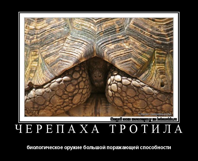 Котоматрица: черепаха тротила биологическое оружие большой поражающей способности