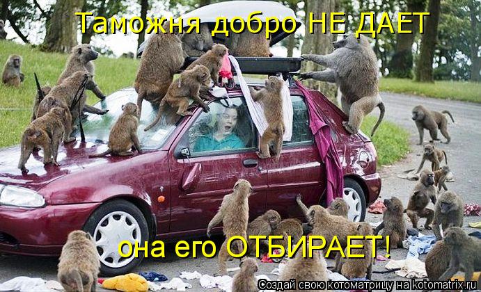 Котоматрица: она его ОТБИРАЕТ! Таможня добро НЕ ДАЕТ