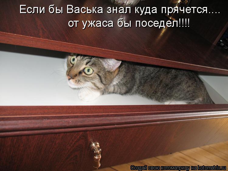 Котоматрица: Если бы Васька знал куда прячется.... от ужаса бы поседел!!!!