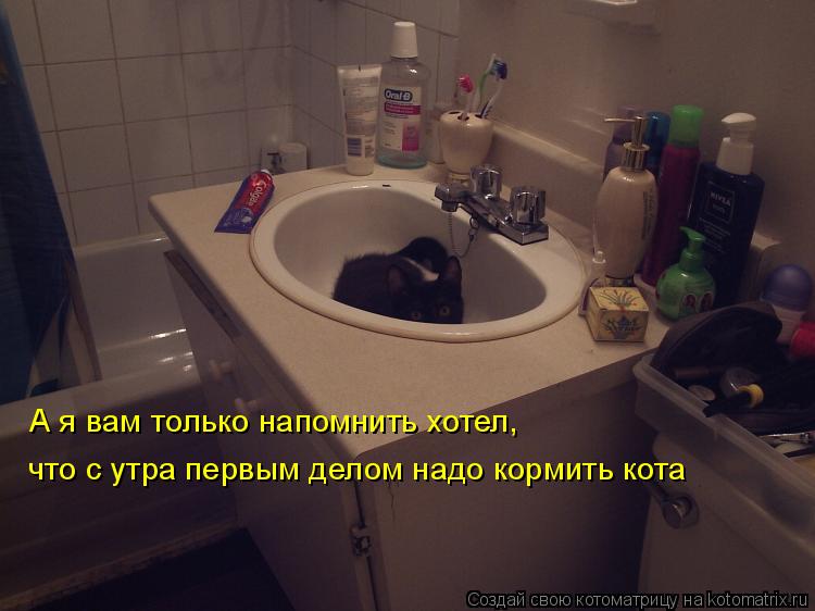 Котоматрица: А я вам только напомнить хотел, что с утра первым делом надо кормить кота