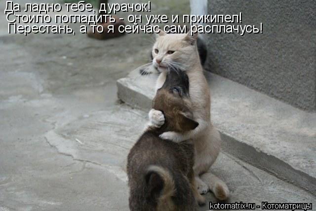 Котоматрица: Перестань, а то я сейчас сам расплачусь! Стоило погладить - он уже и прикипел! Да ладно тебе, дурачок!