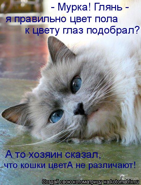 Котоматрица: - Мурка! Глянь -  я правильно цвет пола  к цвету глаз подобрал? А то хозяин сказал, что кошки цветА не различают!
