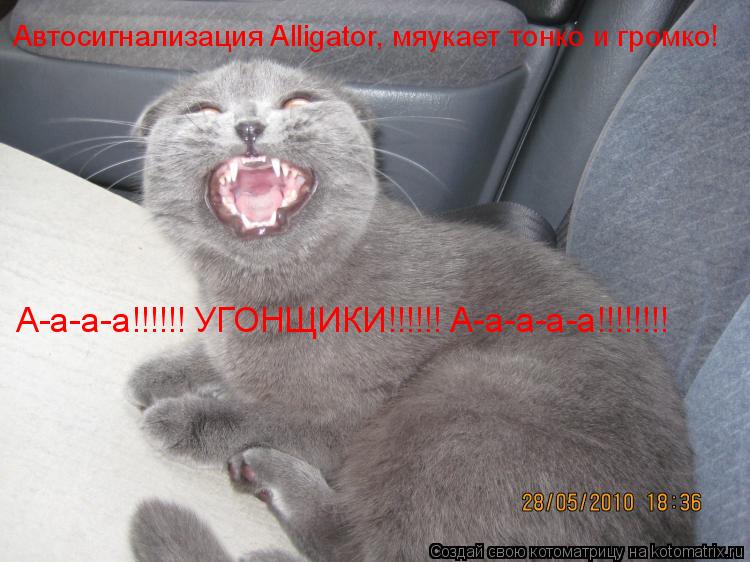 Котоматрица: Автосигнализация Alligator, мяукает тонко и громко! А-а-а-а!!!!!! УГОНЩИКИ!!!!!! А-а-а-а-а!!!!!!!!