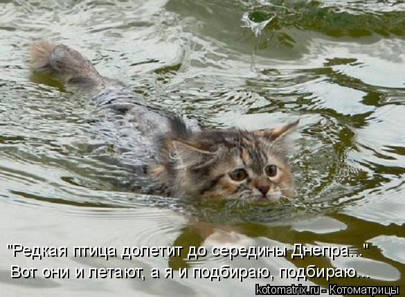 "Редкая птица долетит до середины Днепра..." Вот они и летают, а я и подбираю, подбираю...... Котоматрица: "Редкая птица долетит до середины Днепра..." Вот они и летают, а я и подбираю, подбираю...