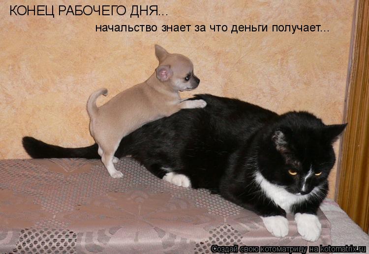 Котоматрица: КОНЕЦ РАБОЧЕГО ДНЯ... начальство знает за что деньги получает...