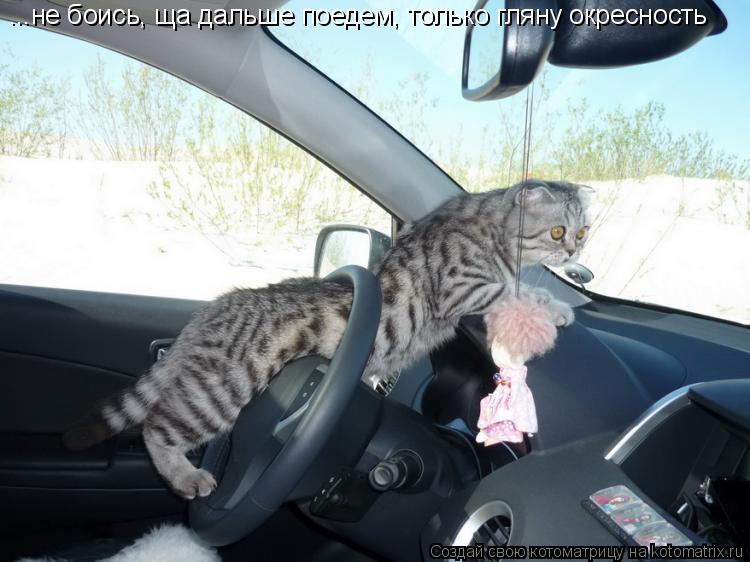 Котоматрица: ...не боись, ща дальше поедем, только гляну окресность
