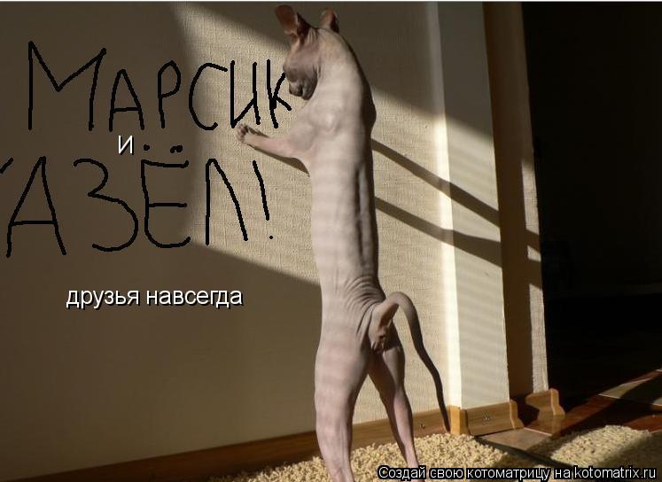 Котоматрица: И друзья навсегда