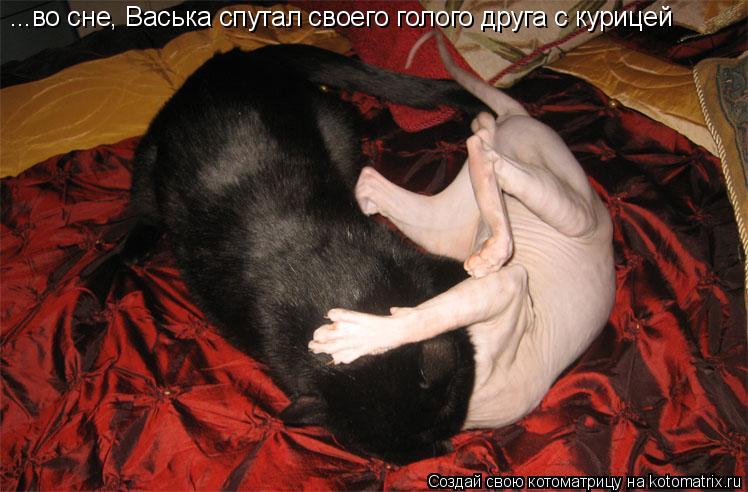 ...во сне, Васька спутал своего голого друга с курицей... Котоматрица: ...во сне, Васька спутал своего голого друга с курицей