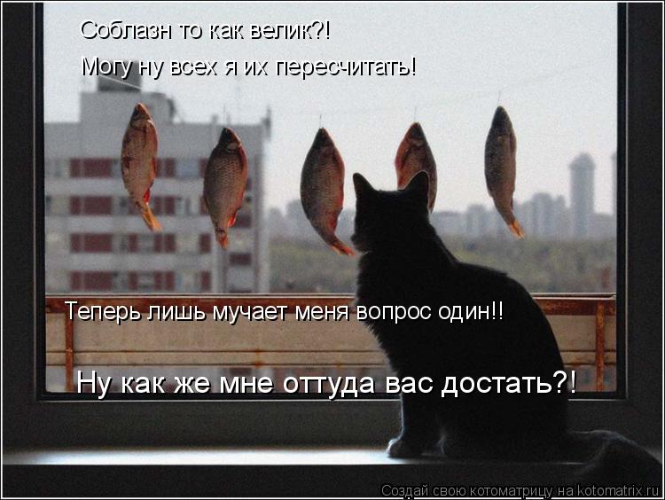 Котоматрица: Соблазн то как велик?! Могу ну всех я их пересчитать!  Теперь лишь мучает меня вопрос один!! Ну как же мне оттуда вас достать?!