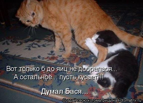 Котоматрица: Вот только б до яиц не добралася... А остальное .. пусть кусает!!! Думал Бася...