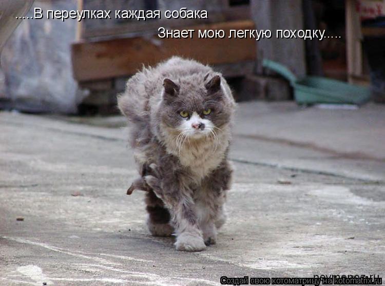 .....В переулках каждая собака Знает мою легкую походку........ Котоматрица: .....В переулках каждая собака Знает мою легкую походку.....
