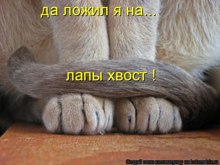 да ложил я на... лапы хвост !... Котоматрица: да ложил я на... лапы хвост !